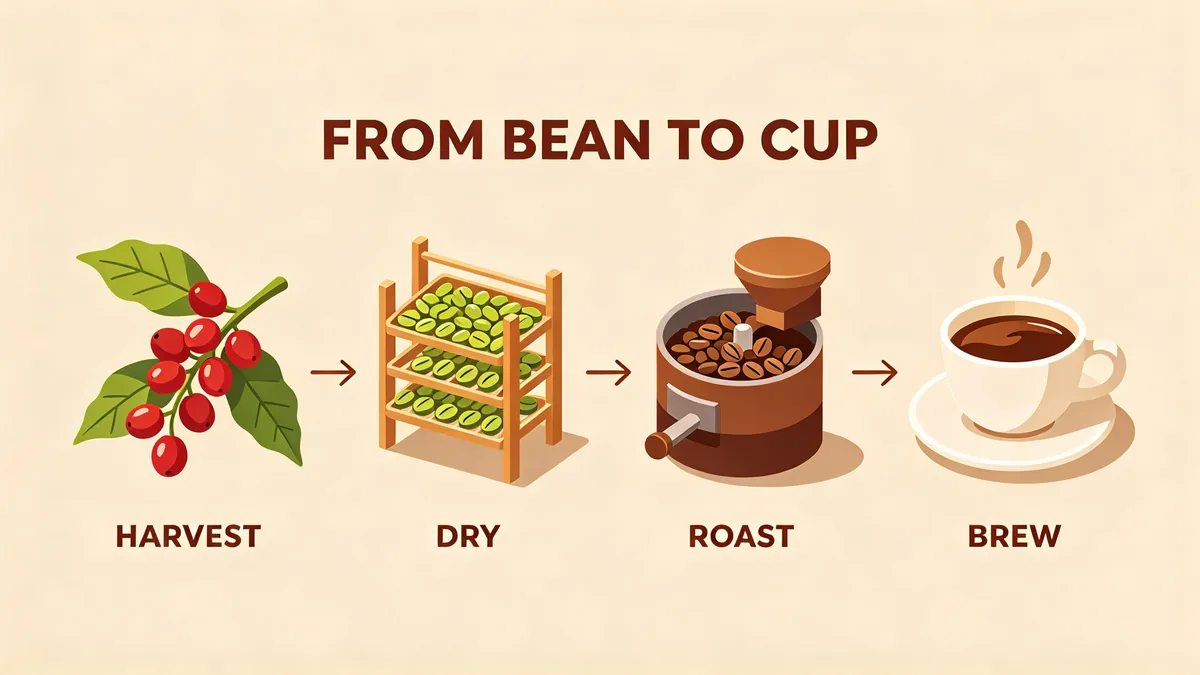 A wide infographic titled "FROM BEAN TO CUP" with four illustrated steps, from a coffee cherry on a branch to a cup of coffee, each with a short label.